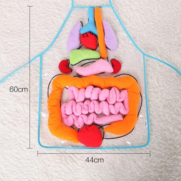 Anatomy Apron