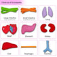 Anatomy Apron